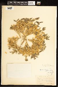 Lupinus pusillus subsp. intermontanus image