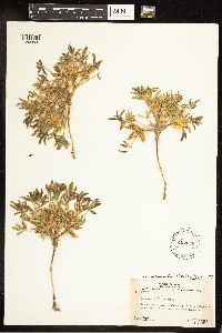 Lupinus pusillus subsp. intermontanus image