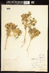 Lupinus pusillus subsp. intermontanus image