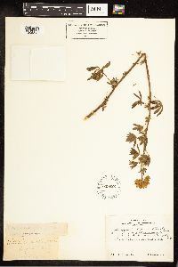 Lupinus rivularis image