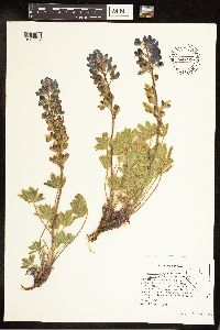 Lupinus saxosus image