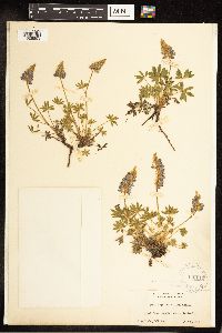 Lupinus sellulus image