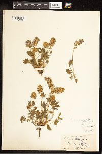 Lupinus sellulus image
