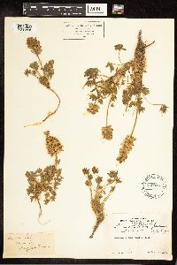 Lupinus sellulus image