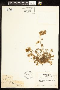 Lupinus sellulus image