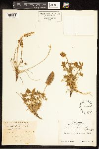 Lupinus sellulus image