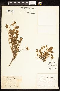 Lupinus sellulus image