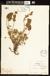 Lupinus sellulus image