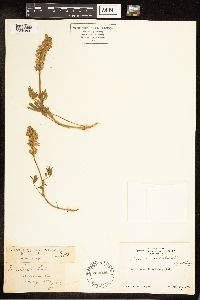 Lupinus sellulus image