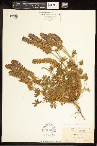 Lupinus sellulus image
