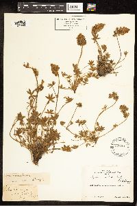 Lupinus sellulus image