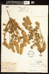 Lupinus sellulus image