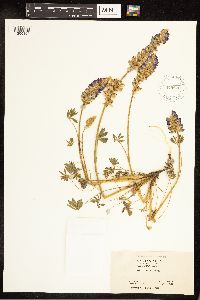 Lupinus sellulus image