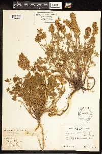 Lupinus sellulus image
