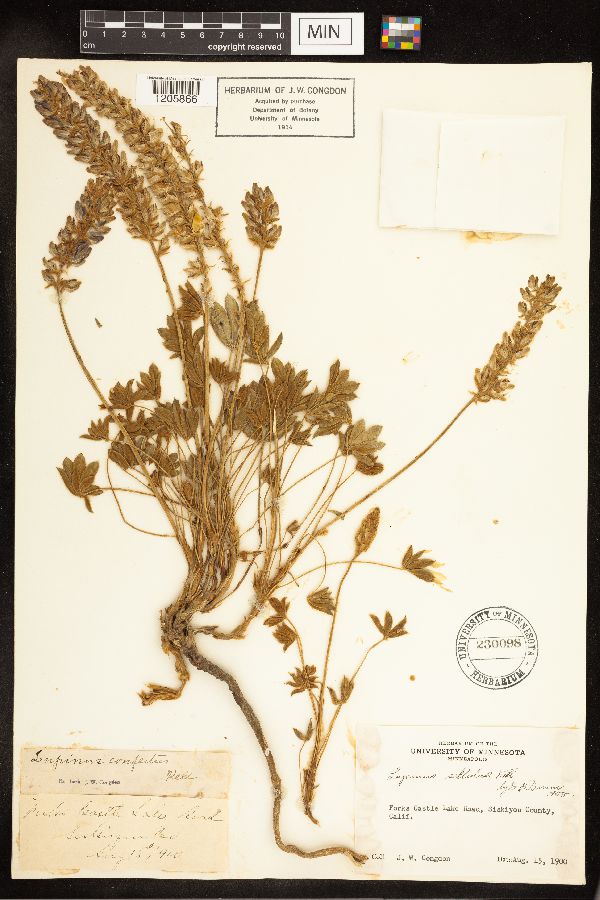 Lupinus sellulus image