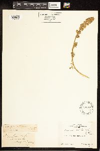 Lupinus sellulus image