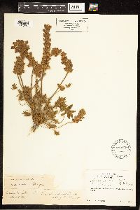 Lupinus sellulus image