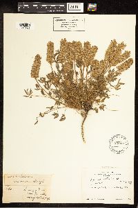 Lupinus sellulus image