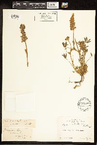 Lupinus sellulus image