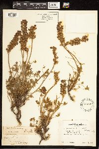 Lupinus sellulus image