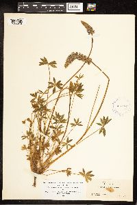 Lupinus sellulus image