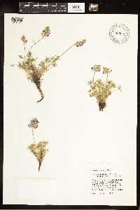 Lupinus sellulus image