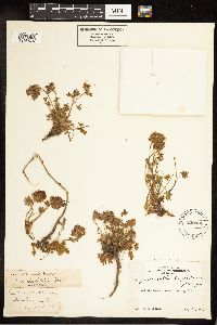 Lupinus sellulus image