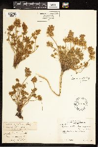 Lupinus sellulus image
