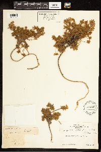Lupinus sellulus image