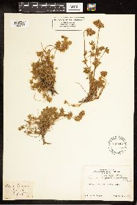 Lupinus sellulus image