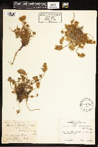 Lupinus sellulus image