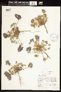 Lupinus sellulus image