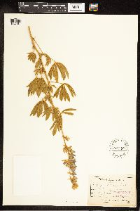 Lupinus sericeus image