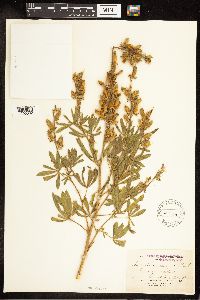 Lupinus sericeus image