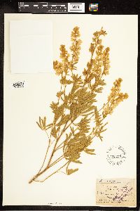 Lupinus sericeus image