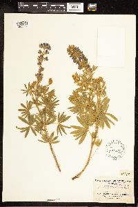 Lupinus sericeus image