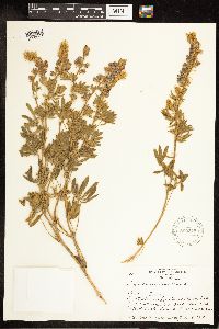 Lupinus sericeus image