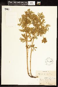 Lupinus sericeus image