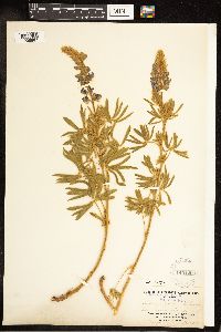 Lupinus sericeus image