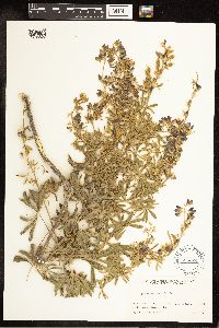 Lupinus sericeus image