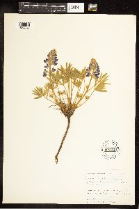 Lupinus sericeus image