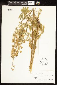 Lupinus sericeus image