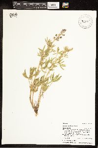 Lupinus sericeus image
