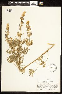 Lupinus sericeus image