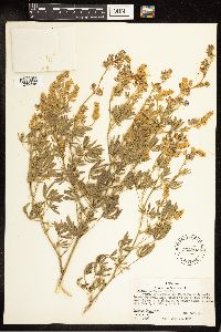 Thumbnail image of current specimen