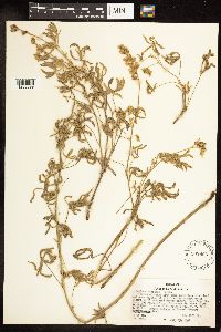 Lupinus sericeus image