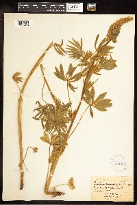 Lupinus sericeus image
