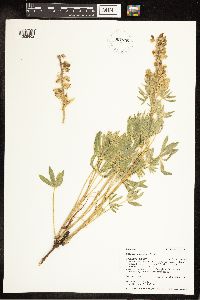 Lupinus sericeus image