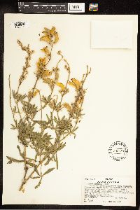 Lupinus sericeus image