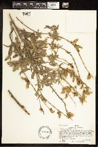 Lupinus sericeus image